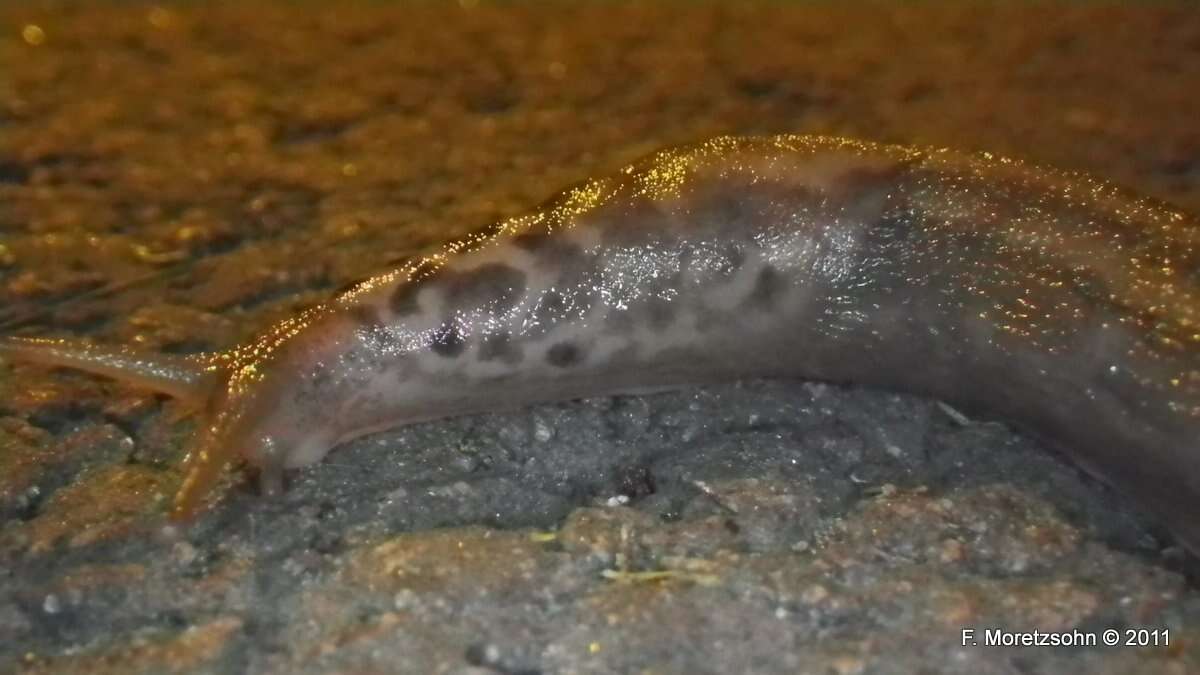 Image of garden slugs