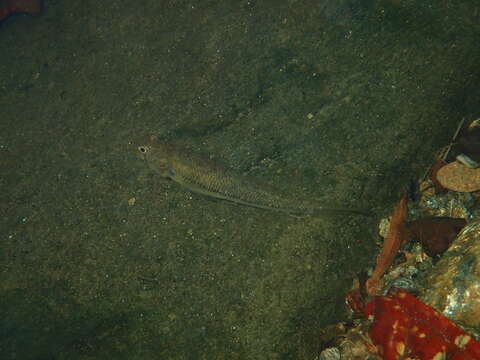 Plancia ëd Stenogobius yateiensis Keith, Watson & Marquet 2002