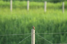 Emberiza cioides ciopsis Bonaparte 1850的圖片