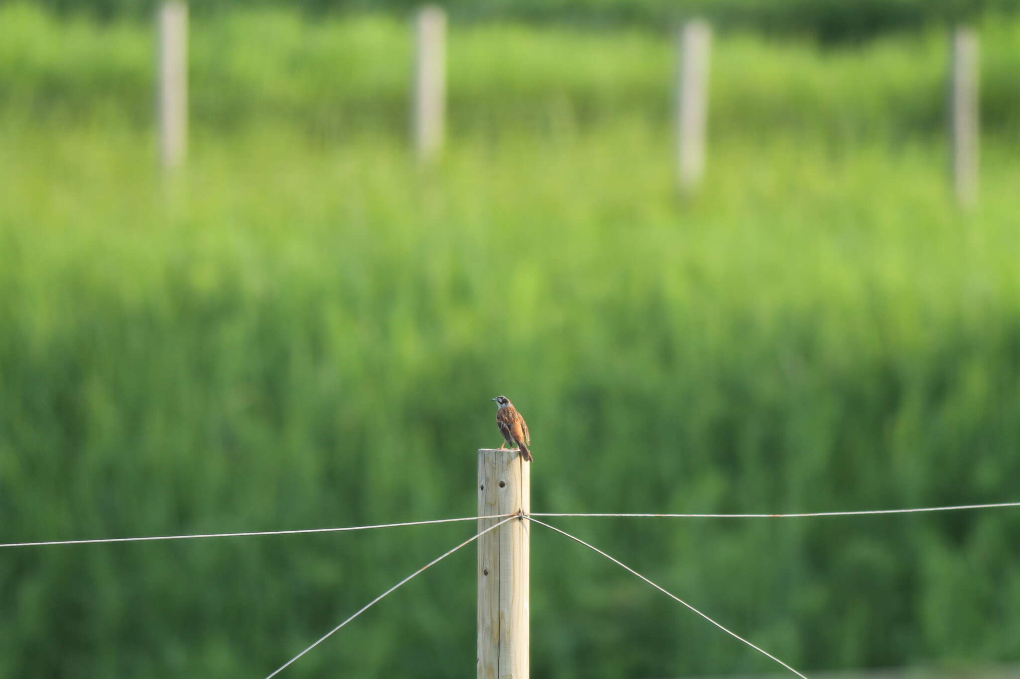 Emberiza cioides ciopsis Bonaparte 1850的圖片