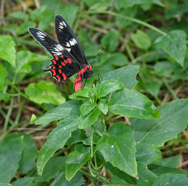 Image of Pachliopta hector (Linnaeus 1758)