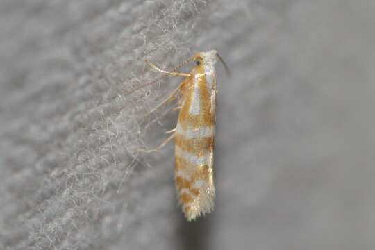 Image de Argyresthia aureoargentella Brower 1953