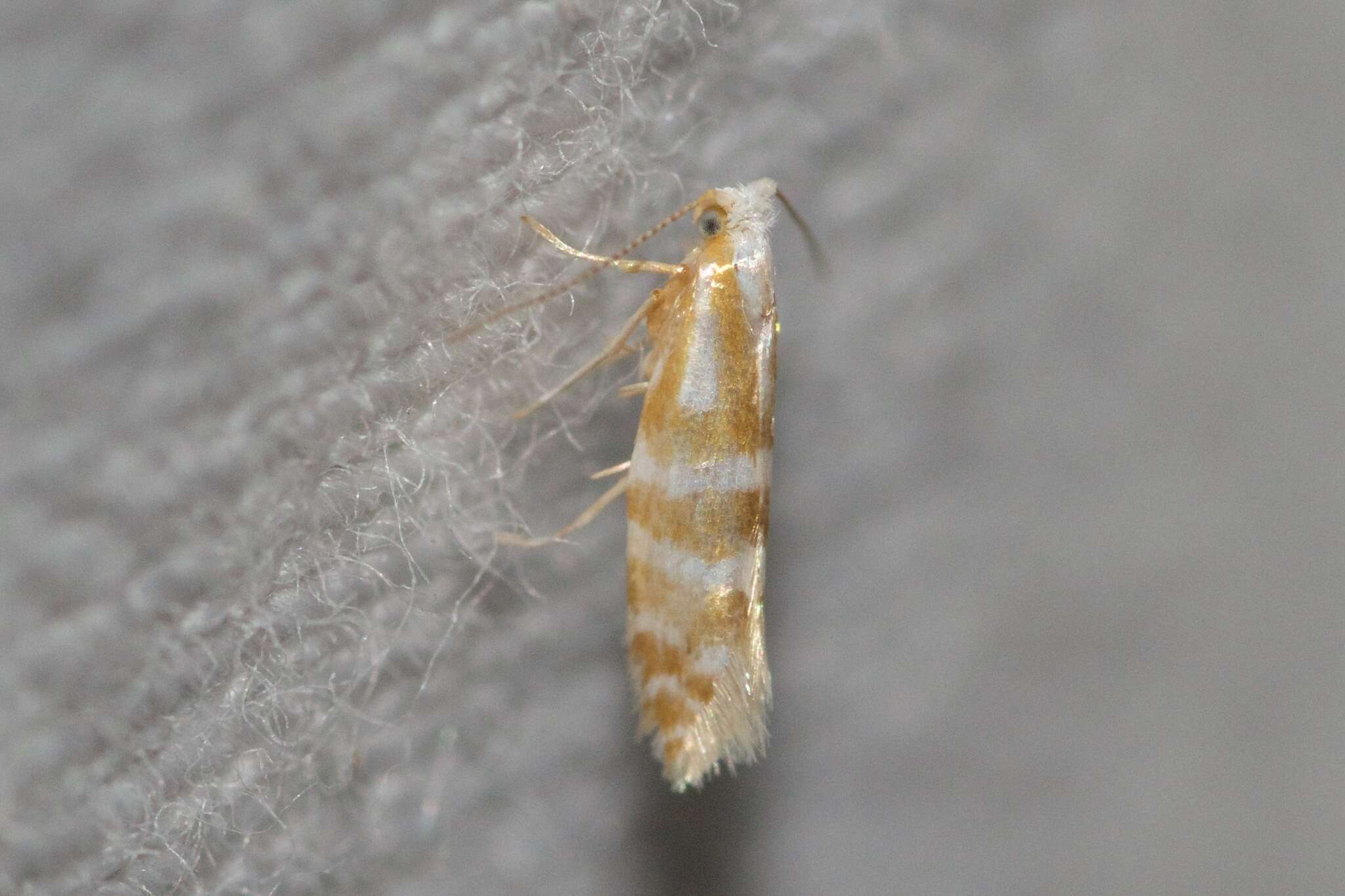 Image of Argyresthia aureoargentella Brower 1953