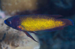 Image of Micronesian wrasse