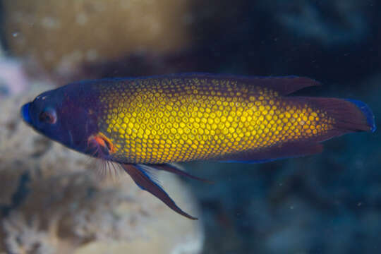 Image of Micronesian wrasse