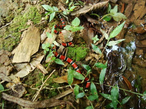 Image of Painted Coral Snake