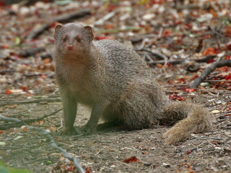 Image of Indian Gray Mongoose