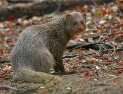 Image of Indian Gray Mongoose