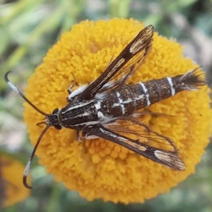 Image of Pyropteron koschwitzi (Spatenka 1992)