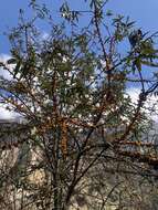 Image de Hippophae salicifolia D. Don