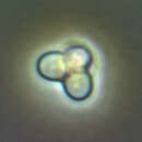 Image of Cyanidioschyzon merolae