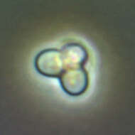 Image of Cyanidioschyzon merolae