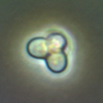 Image of <i>Cyanidioschyzon merolae</i>