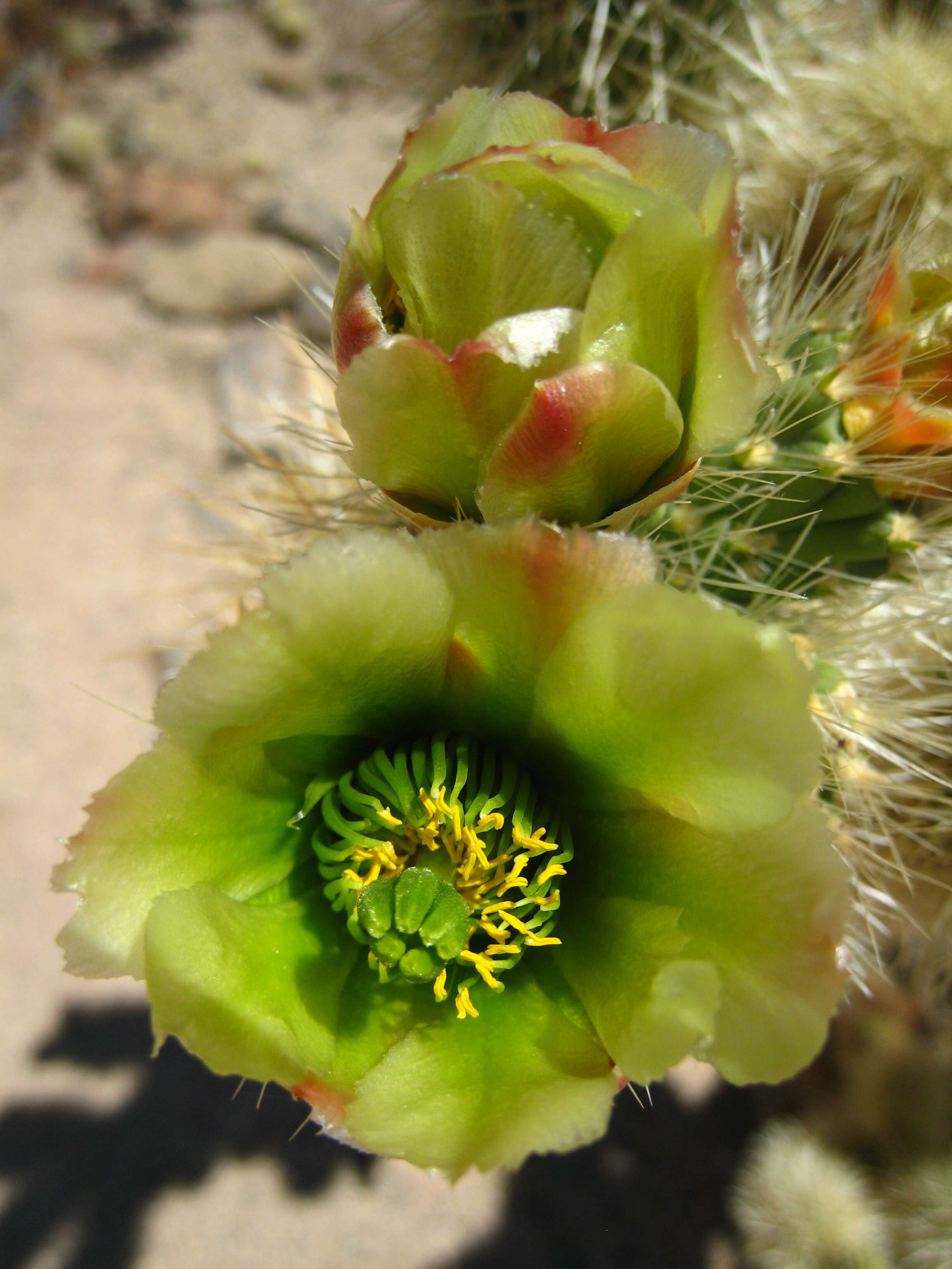 Image of teddybear cholla