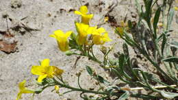 Image of alpine bladderpod