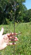 Image of American figwort