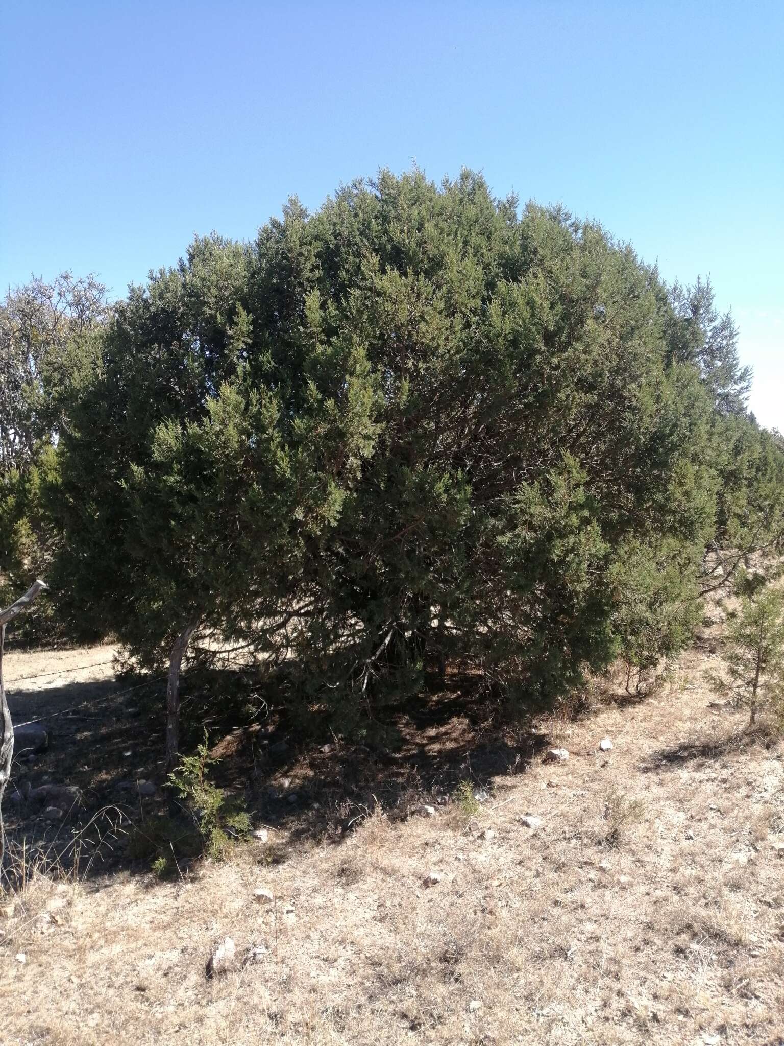 Juniperus deppeana var. zacatecensis Martínez resmi