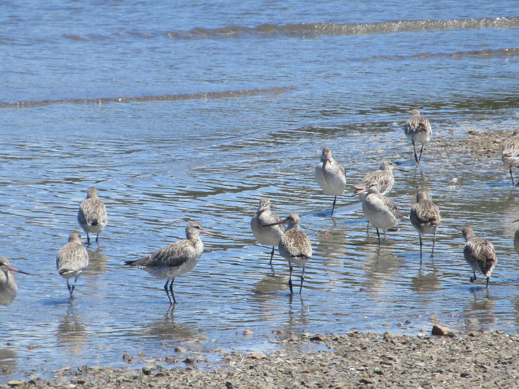 Image of Limosa lapponica baueri Naumann & JF 1836