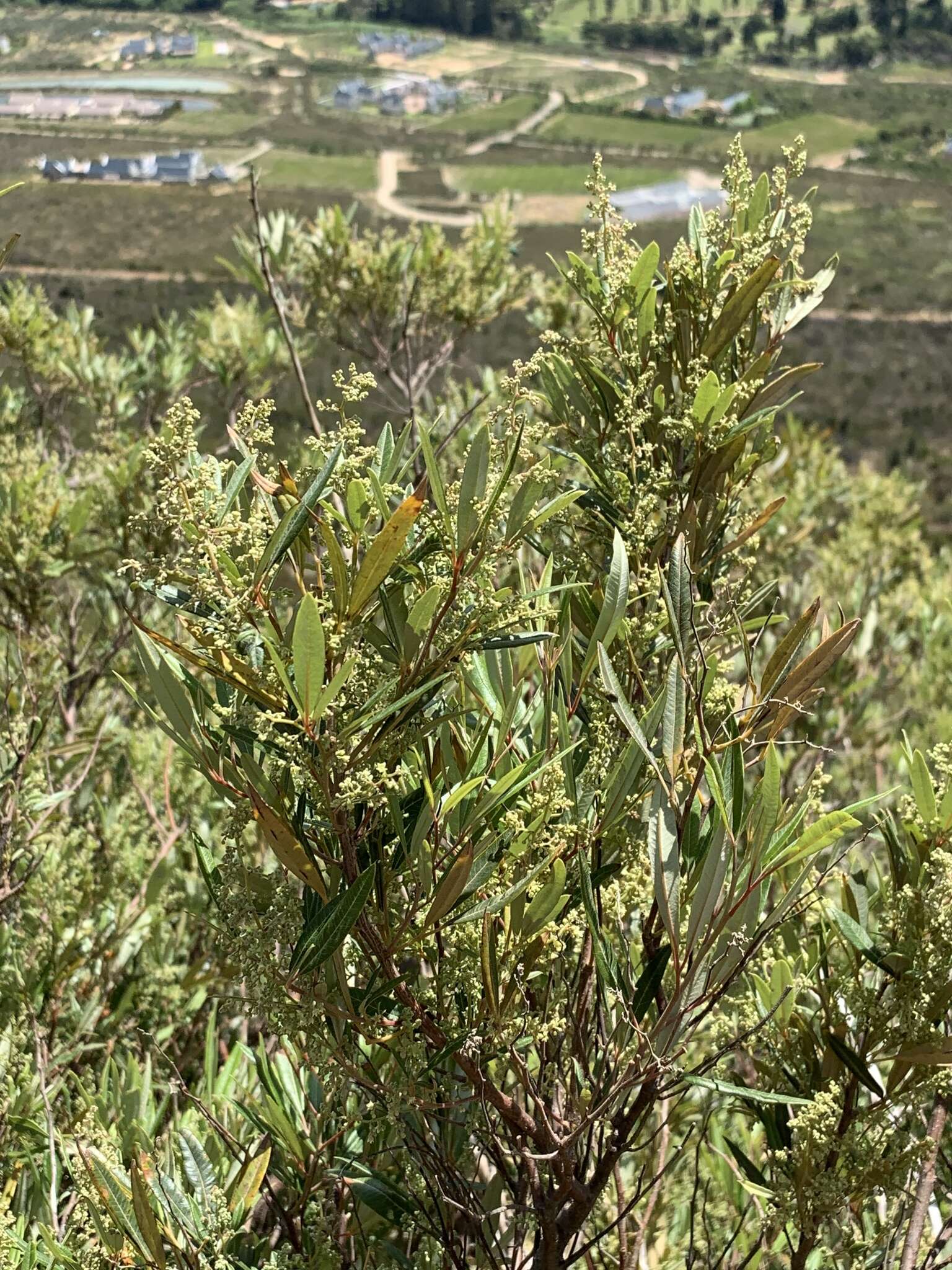 Слика од Searsia angustifolia (L.) F. A. Barkley