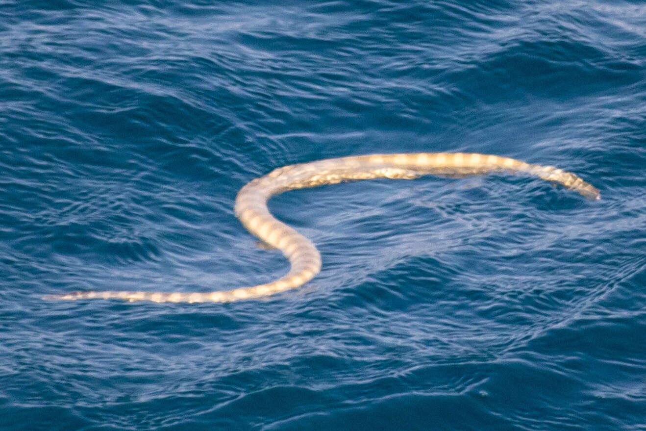 Image of Persian Gulf Sea Snake