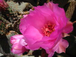 Image of Beavertail Cactus