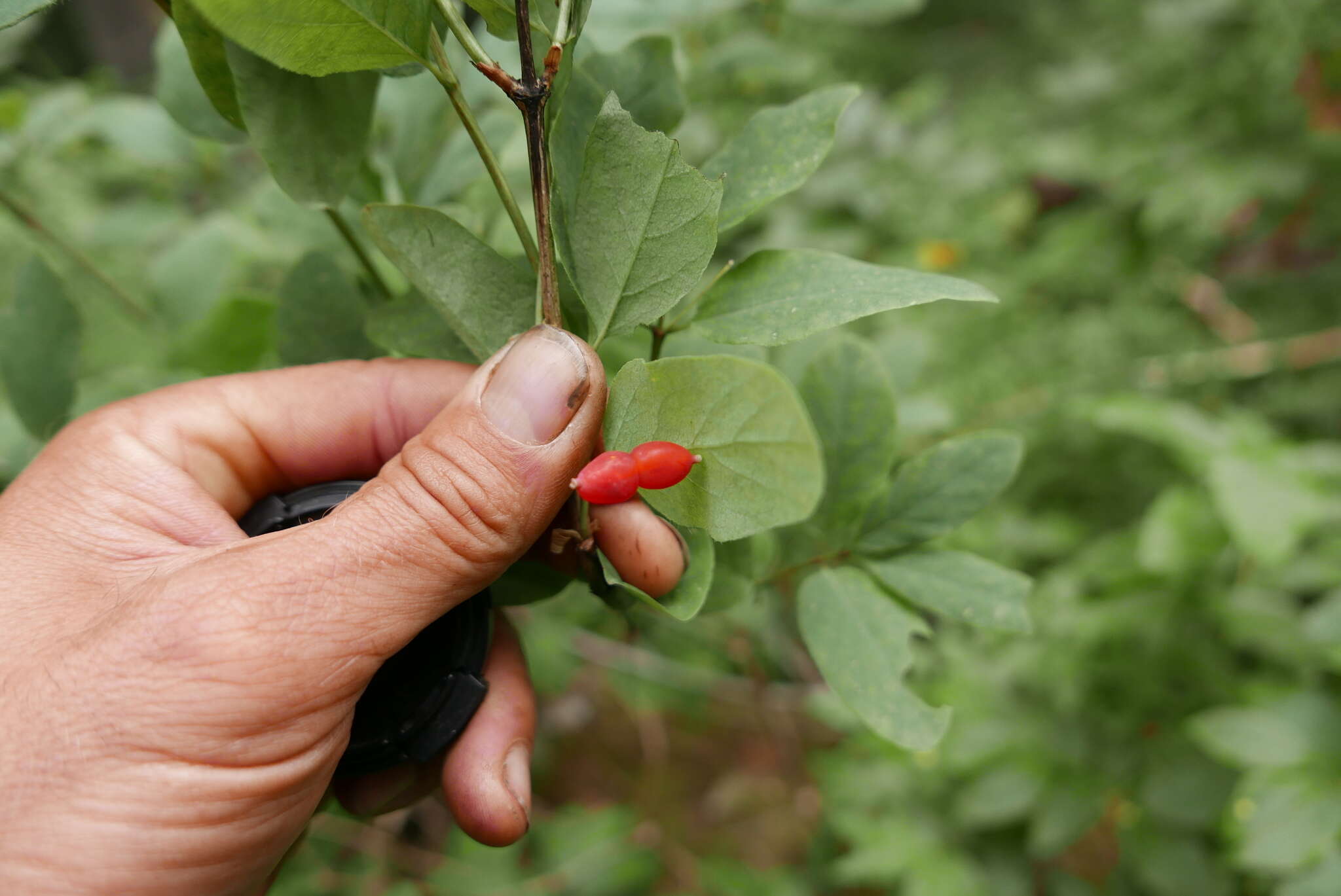 Слика од Lonicera utahensis S. Wats.