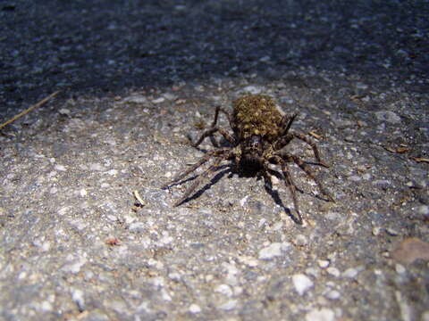 Image of wolf spiders