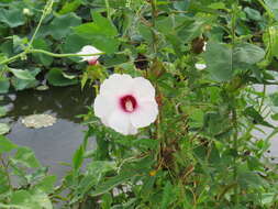 Image of halberdleaf rosemallow