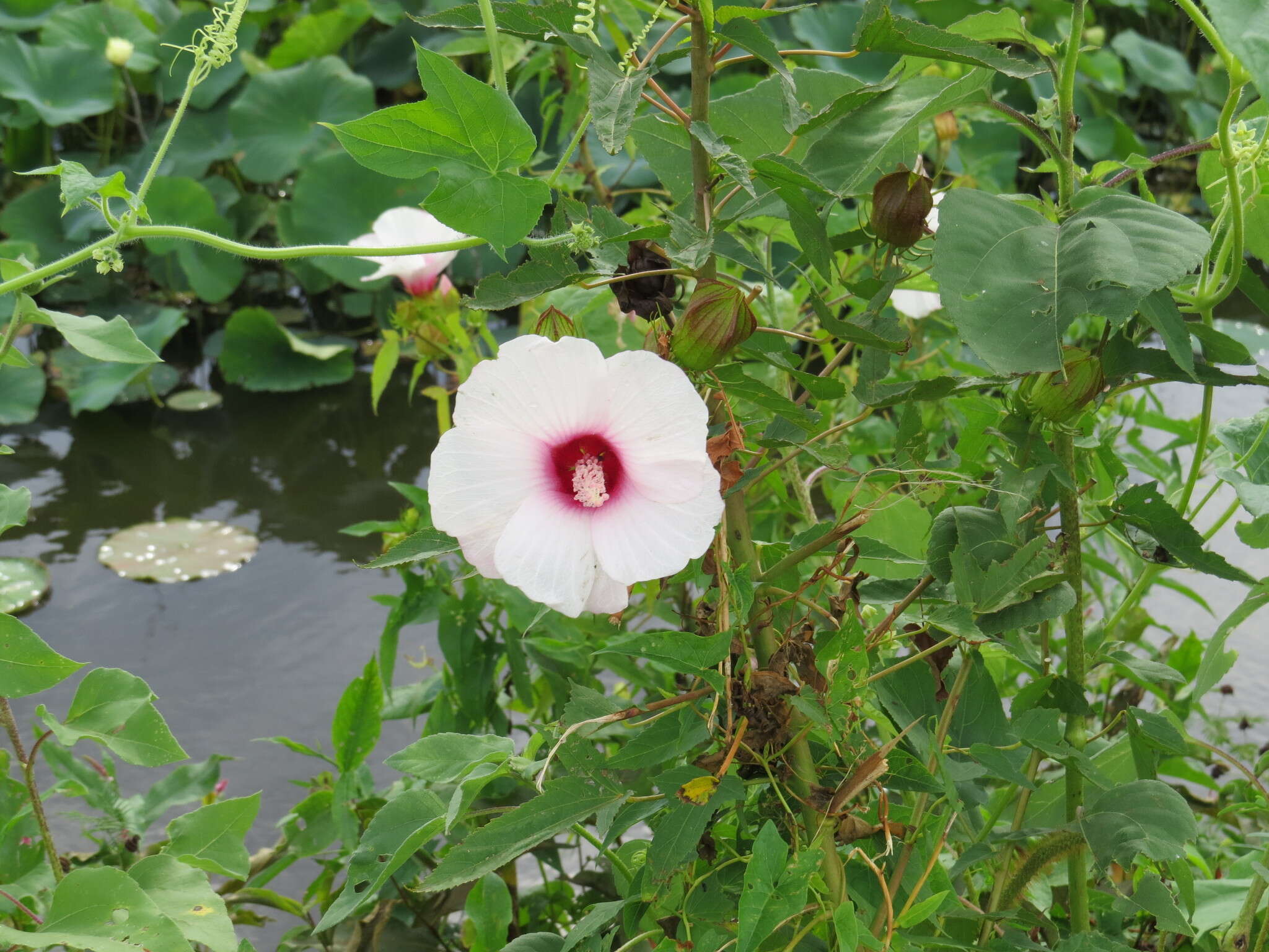 Image of halberdleaf rosemallow