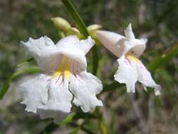 Image of desert willow