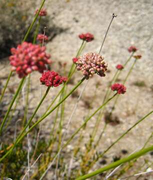 Imagem de Eriogonum fasciculatum Benth.