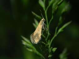 Image of Lampronia aenescens Walsingham 1888