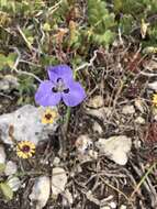 Image of Moraea calcicola Goldblatt