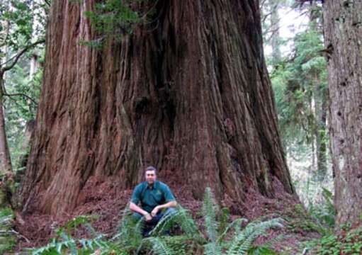 Image of redwood