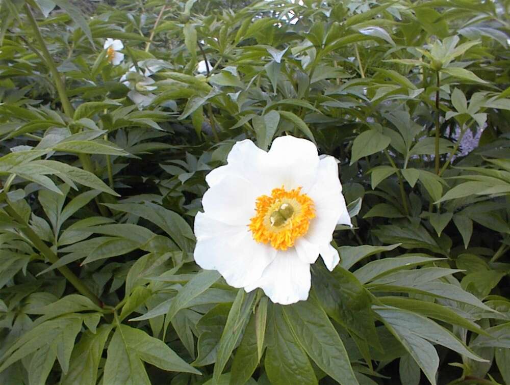 Paeonia emodi Wall. resmi