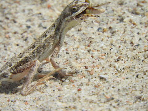 Image of palm leaf fan-throated lizard