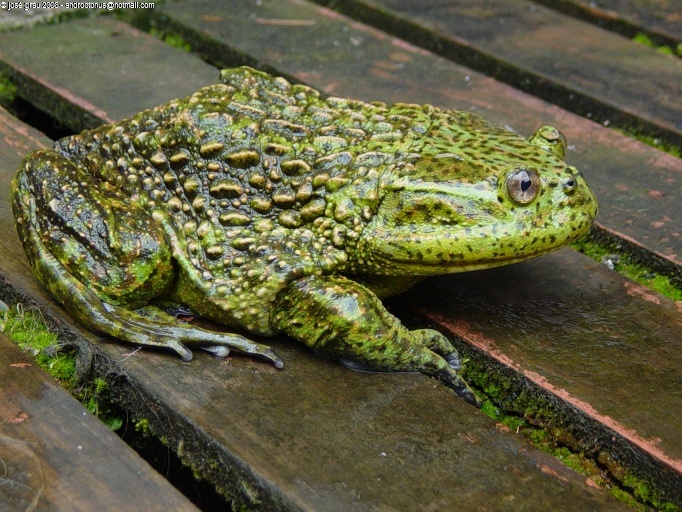 Helmeted Water Toad Encyclopedia Of Life