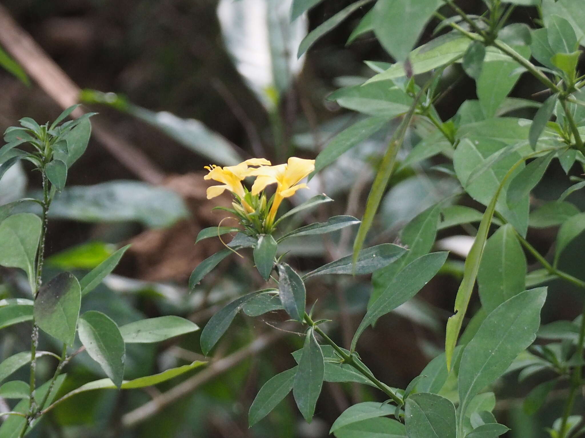 Image of porcupine flower