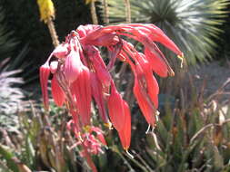 Image of redflower false yucca