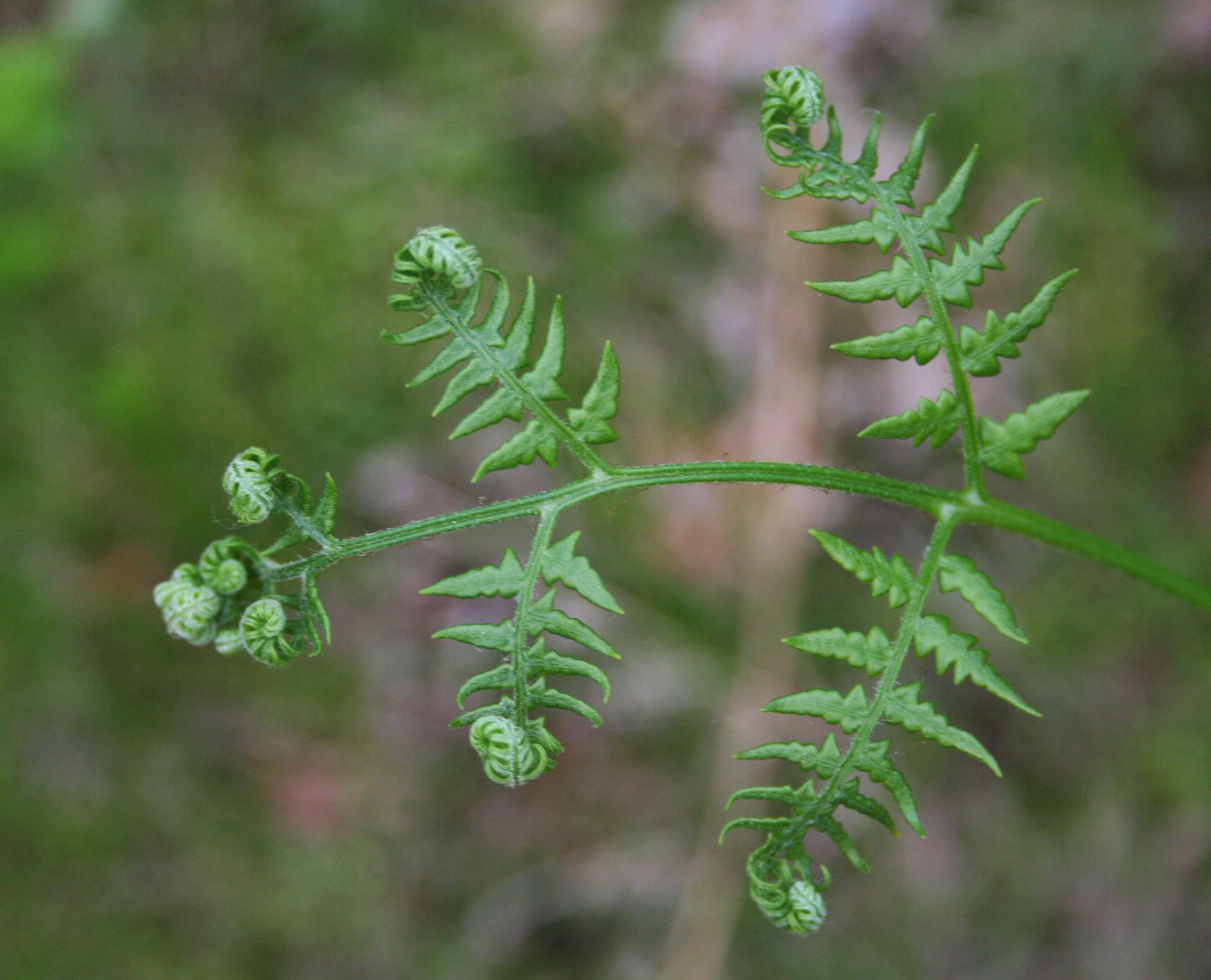 Image of Bracken