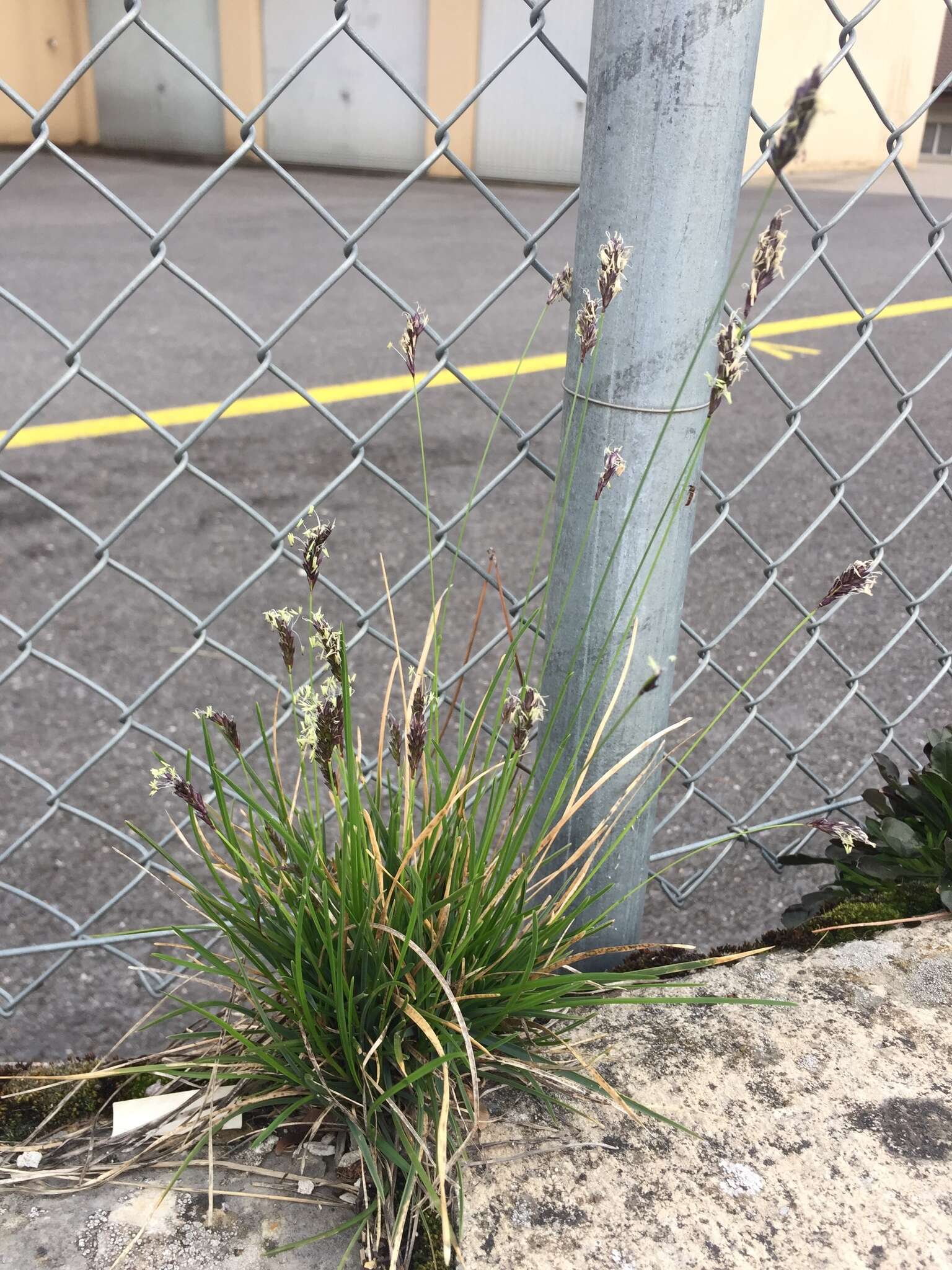 Imagem de Sesleria caerulea (L.) Ard.