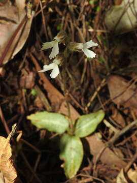 Image de Zeuxine longilabris (Lindl.) Trimen