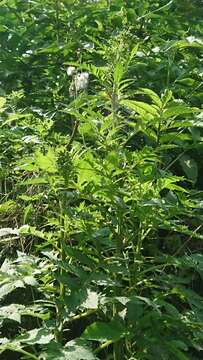 Image of tropical burnweed