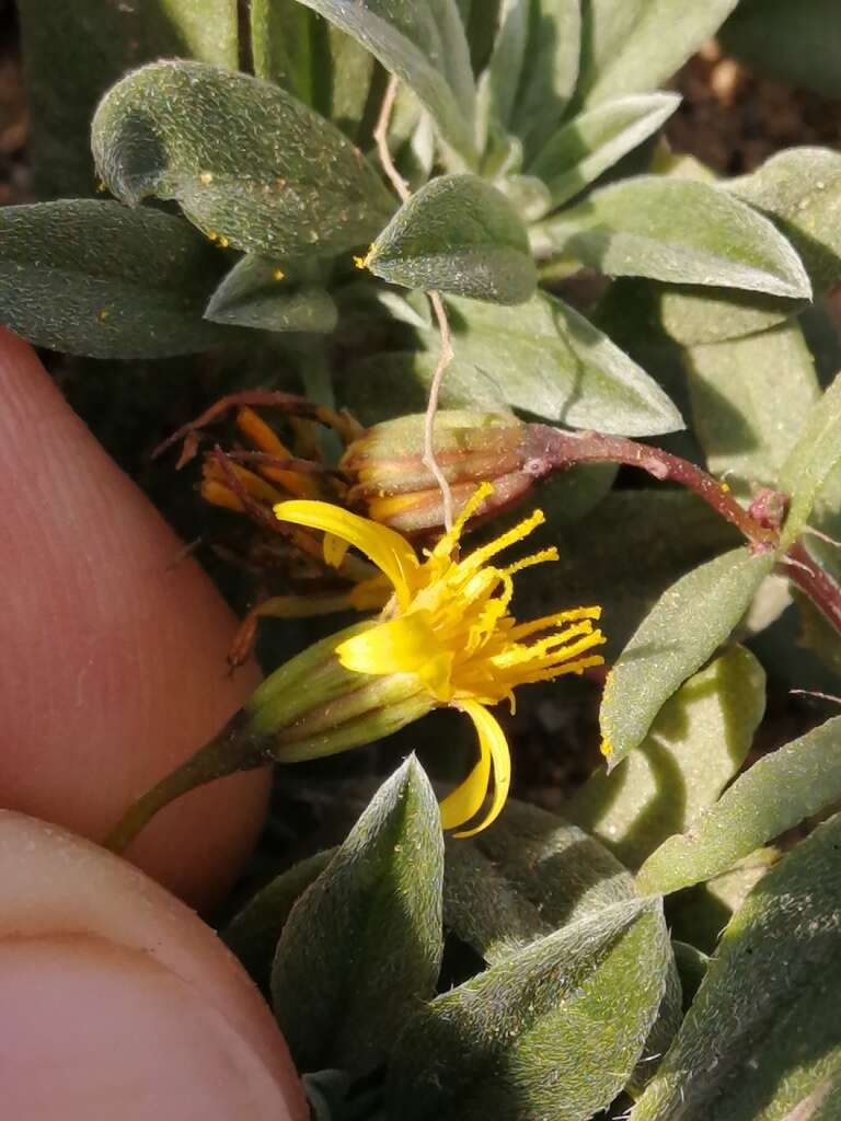 Image of Rusby's chinchweed