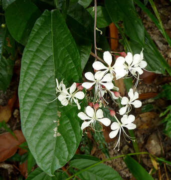 Image of Clerodendrum schmidtii C. B. Clarke