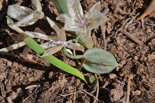 صورة Calochortus westonii Eastw.