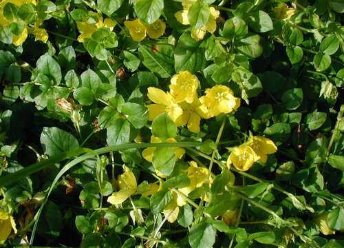 Image of creeping jenny