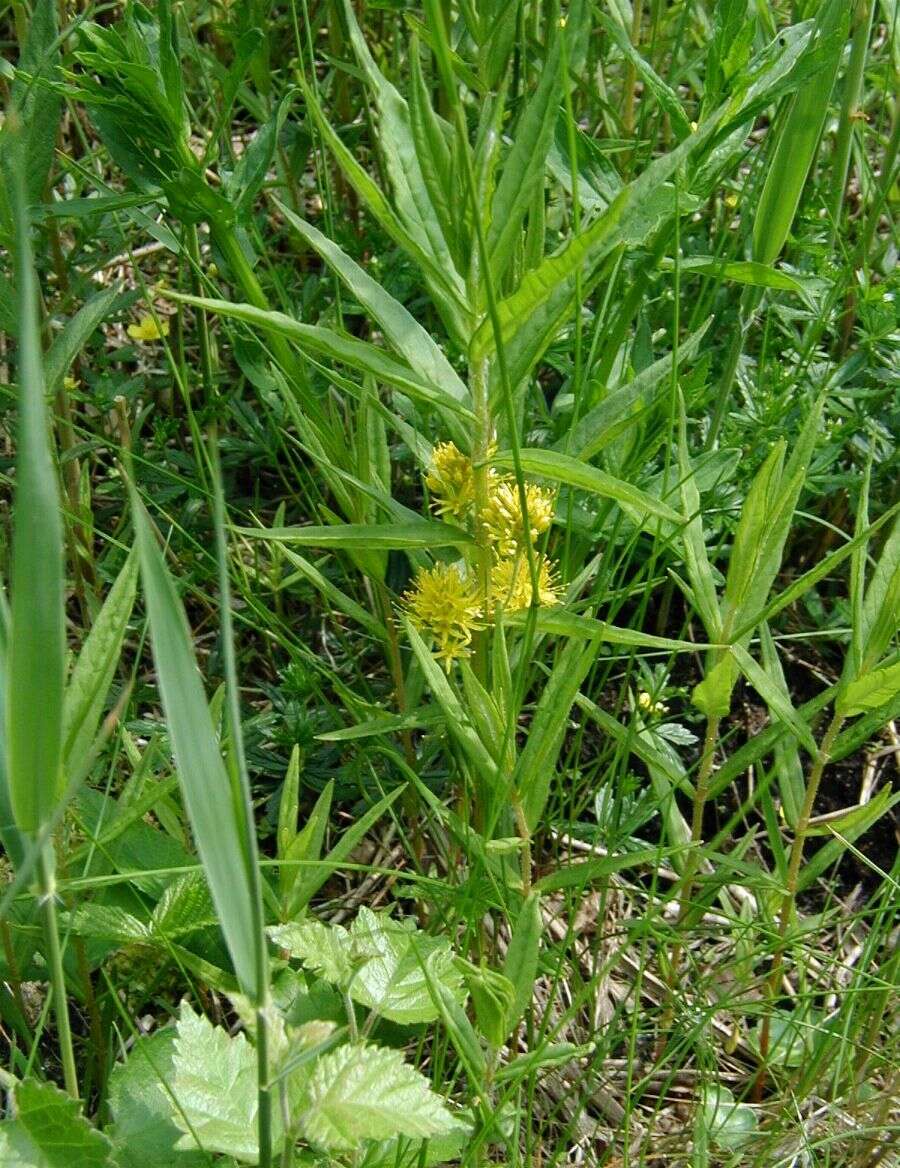 Image of Tufted Loosestrife