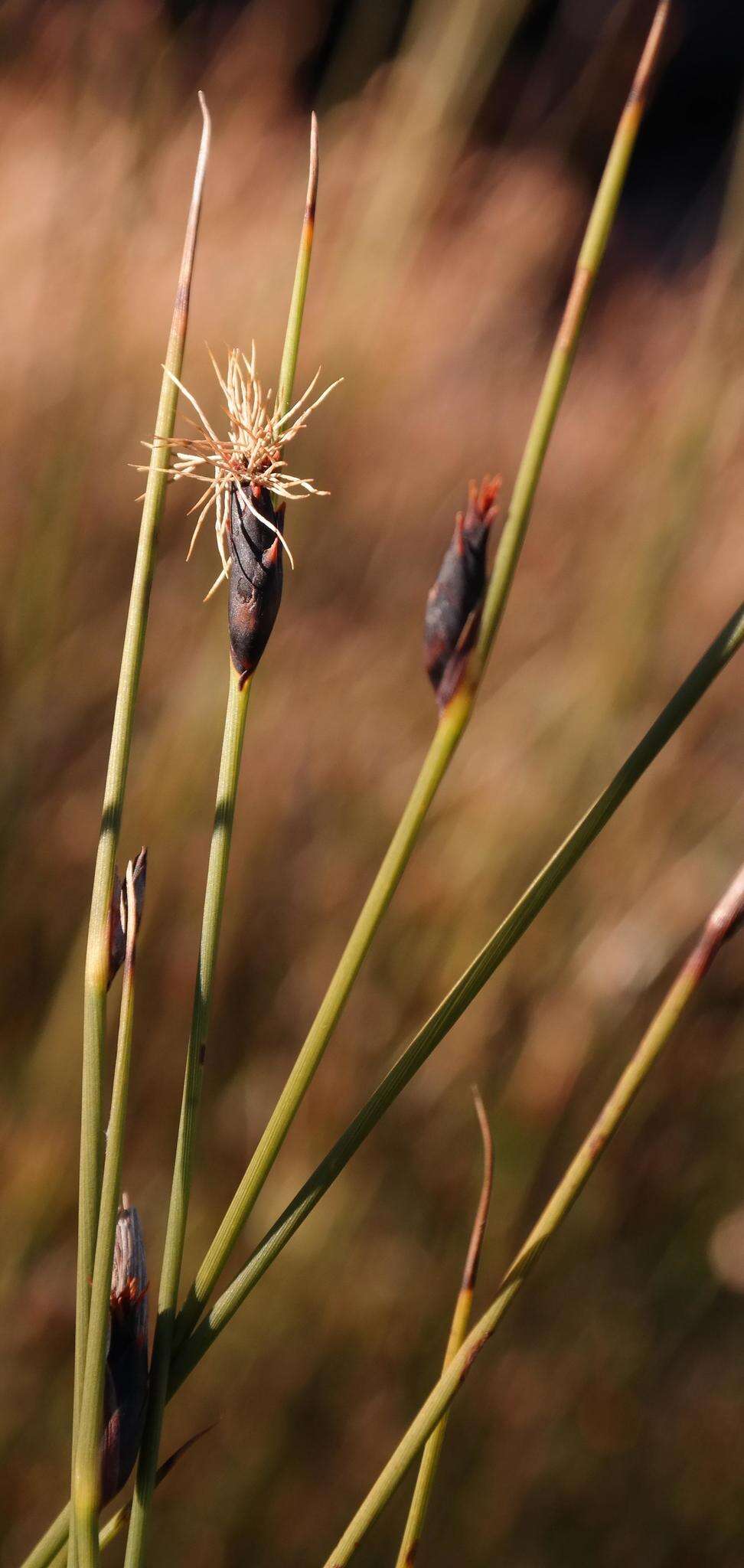 Image of Chrysitrix capensis var. capensis