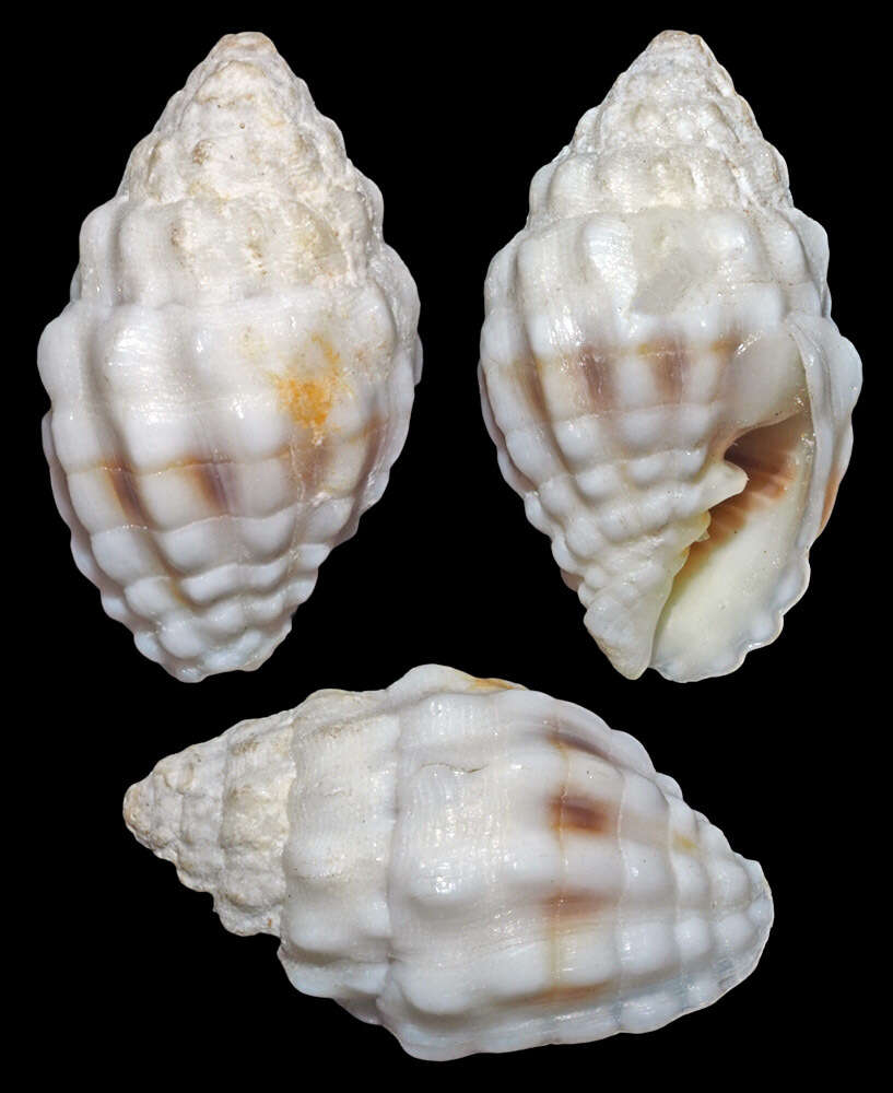 Image of Vexillum cancellarioides (Anton 1838)